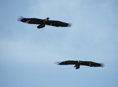 Dos quebrantahuesos vuelan sobre el parque de Cazorla.