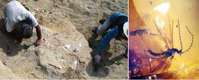 Un dinosaurio de 70 millones de años e insectos de 110 millones