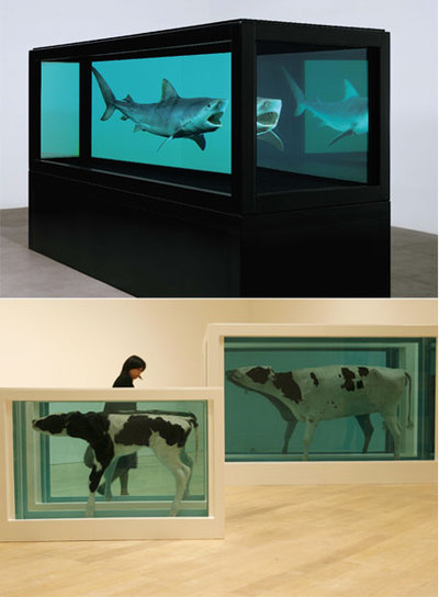 Arriba, el nuevo tiburón tigre en formol; abajo, la particular interpretación bovina de Damien Hirst.