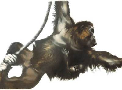 Ilustración de Vicky White para el libro  Simios,  de Martin Jenkins.