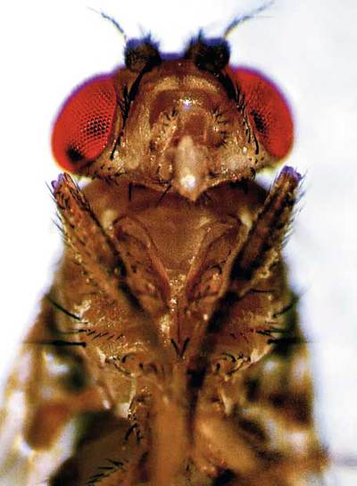 Biografía de una mosca