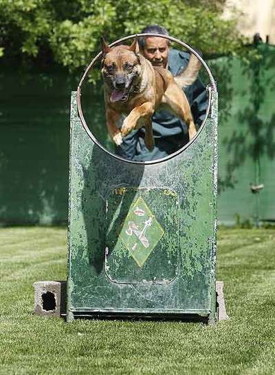  Roi,  un perro de raza malinois, durante los ejercicios de entrenamiento en la escuela canina.