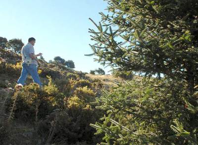 Un senderista hace el recorrido del pinsapar de Grazalema (Cádiz).