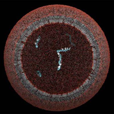 La protocélula de Szostak. Cada punto rojo es una cabeza polar de un ácido graso (líneas grises).