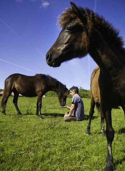Severino García con dos de sus caballos asturcones en la finca de la Foncalada del Ecomuseo Ca l'Asturcón, en Argüero rn(Asturias).