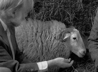  Tracy,  la primera oveja transgénica (1989), fue vendida a un laboratorio.