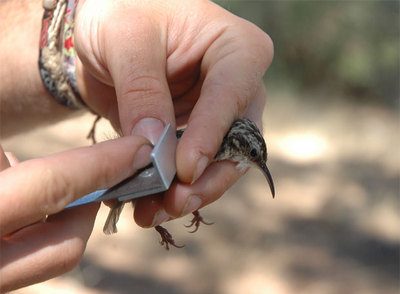 El documental refleja el comportamiento de las aves frente al cambio climático.