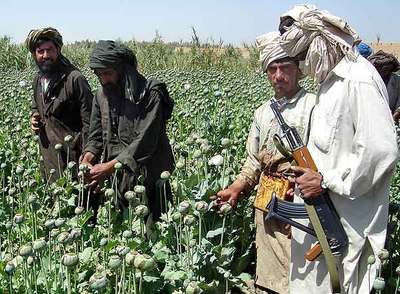 Combatientes talibanes recolectan opio en la provincia de Helmand. La foto fue tomada el pasado 25 de abril.