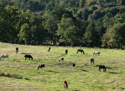 Baltar destina 17 empleados a cuidar de 15 caballos