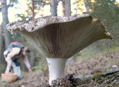 Una seta en un bosque frecuentado por recolectores de hongos.