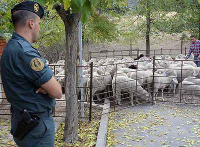 Demasiadas ovejas descarriadas
