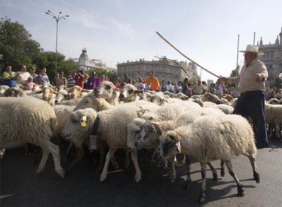 Las ovejas pasan junto al Ayuntamiento en la pasada edición de la Fiesta de la Trashumancia.