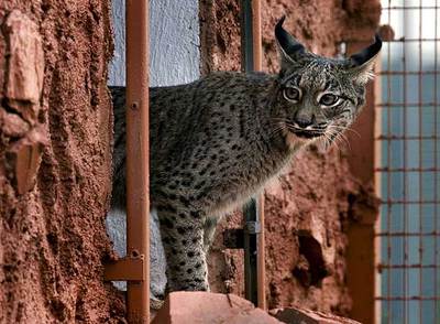 El lince ibérico se recupera
