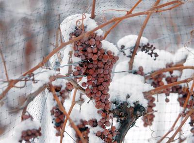 Uvas para elaborar vino de hielo  (icewine)  en los terrenos de la bodega Inniskillin de Canadá.