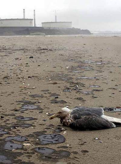 Vertido de fuel, ayer en la playa de Guadarranque, en San Roque.