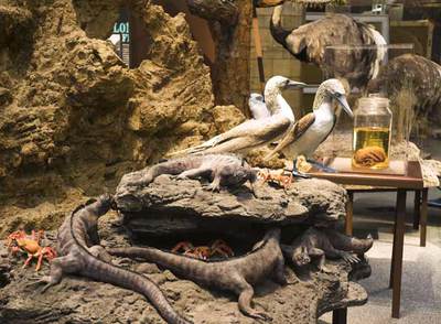Reproducciones de ejemplares de la fauna de las islas Galápagos en la exposición  Darwin, la gran idea .rnCharles Darwin.