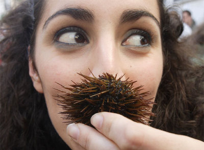 Erizos y ostiones, exquisito preámbulo del Carnaval de Cádiz