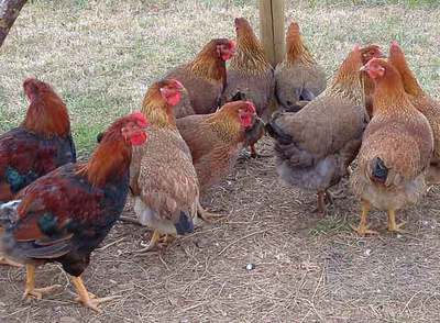 Un grupo de galiñas y galos piñeiros, en una de las fincas donde Acivega recupera la raza desde hace cuatro años.