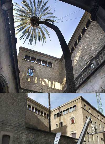 Salvada la palmera de la Casa de l'Ardiaca