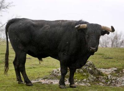  Alcalde,  el semental que ha sido clonado, en la finca El Palomar, de Guadalix de la Sierra (Madrid).