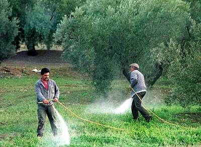 Fumigación de hierbas en un olivar de Jaén.