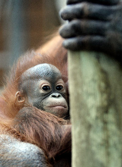 NUEVO BEBÉ ORANGUTÁN EN EL ZOO