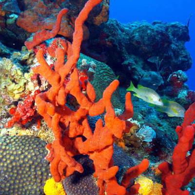 Esponja de la familia  Amphimedon. 