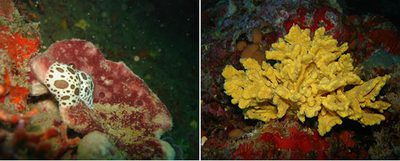 Dos de las 8.000 especies de esponja conocidas, la  Petrosia ficiformis   (izquierda) y la  Axinella damicornis.