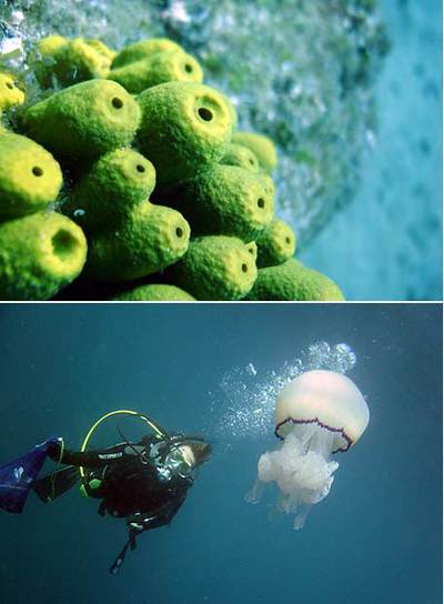 Esponja  Aplysina aerophoba  y la bióloga Ana Riesgo.