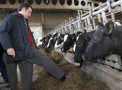 ACERCANDO EL FORRAJE A LAS VACAS