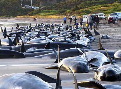 Mueren en Australia más de un centenar de ballenas desorientadas