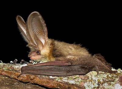 Murciélago de la especie  Plecotus austriacus , fotografiado por los investigadores del grupo Drosera en un bosque de O Morrazo.