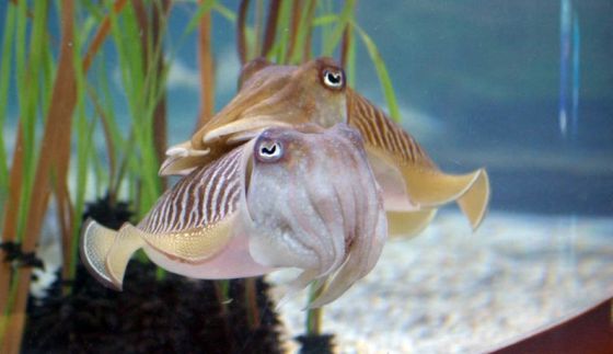  ¡Quién hubiera dicho que las sepias eran tan interesantes! Cuando se excitan les sube el color