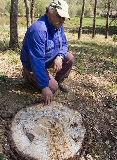 Un trabajador del pazo de Tor muestra una tala reciente.