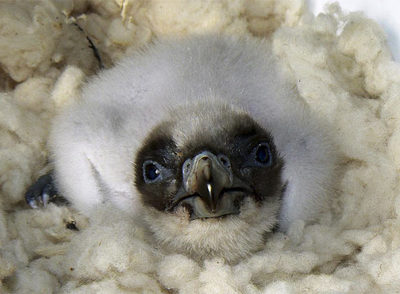 Récord de nacimientos en el centro de cría del quebrantahuesos