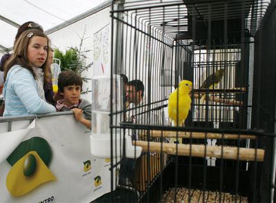 Plantas y pájaros enjaulados como en las Ramblas
