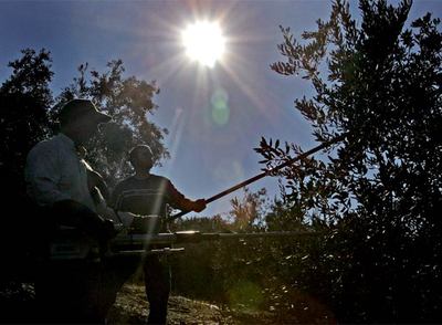 Olivareros en Montoro (Córdoba).