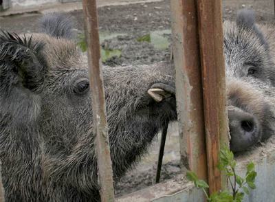DESAPARECEN CADÁVERES DE ANIMALES EN TOR