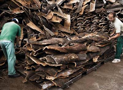 Raíces. El alcornoque es el padre del corcho.