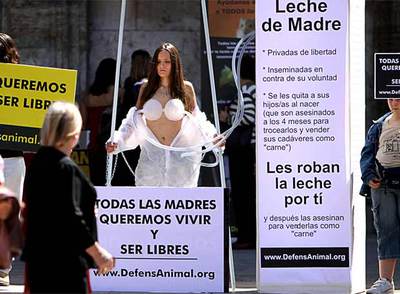 Representación por las madres animales