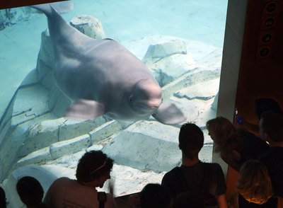 Las belugas cantarinas de Valencia