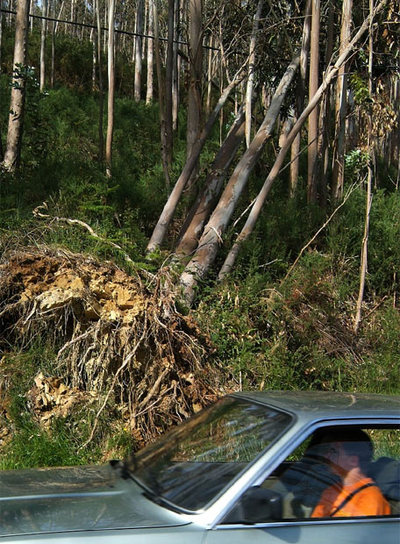 La madera que arrasó el Klaus dificulta la extinción