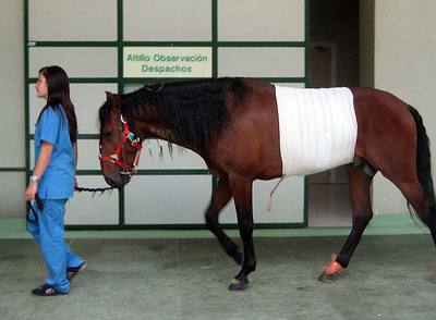 Una veterinaria pasea a  Patanegra  por el hospital Universitario de la Facultad de Veterinaria.