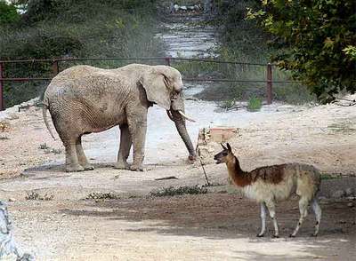 La elefanta  Yoyo,  en Aqualeón.
