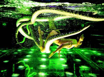 Una  vedette  del Moulin Rouge, en el número del espectáculo  Féerie , en el que se baña con cinco serpientes pitón.