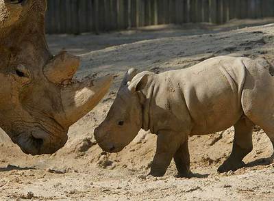 Un nuevo habitante del zoo