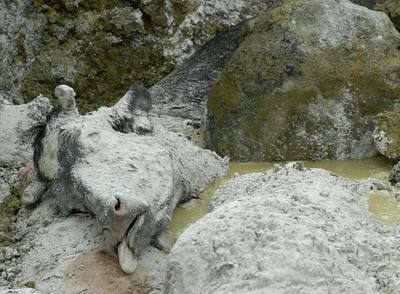 Entierro masivo de reses en diciembre de 2000, durante la crisis de las 'vacas locas', en una mina de cuarzo de Mesía.