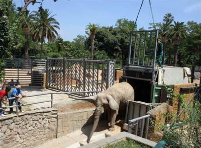 La elefanta 'Yoyo' llega para hacer compañía a 'Susi'