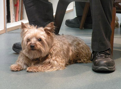  Chipirón,  a los pies de su amo.