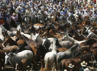 La tradición de la  Saca de las yeguas , establecida en 1504, hizo que 350 ganaderos movilizaran ayer unas 1.400 yeguas semisalvajes.